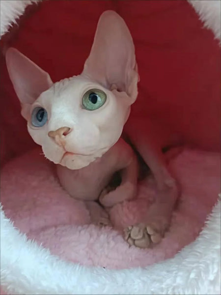 🐶🐱💤 Embrace the Winter Bliss: Discover the 🌟Super Soft Dog & Round Cat Deep Sleep Comfort🌟 with the Cozy Cave Mat! 🏕️❄️🛏️ - Pets Utopia