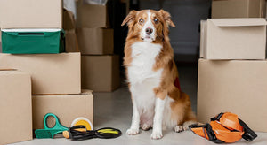 How to Get a Refund for Support Pets: A Step-by-Step Guide