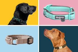 🐾 Rugged and Reliable: Putting Heavy-Duty Dog Collars and Leashes to the Test 🏋️‍♂️🐕‍🦺